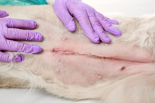 Piometra en Mascotas: Emergencia Veterinaria