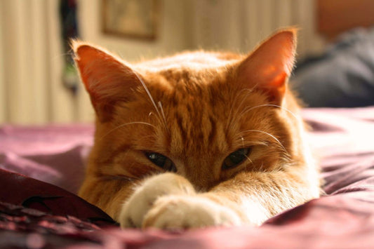 SIDA FELINO (VIF): Un enemigo silencioso para nuestros gatitos