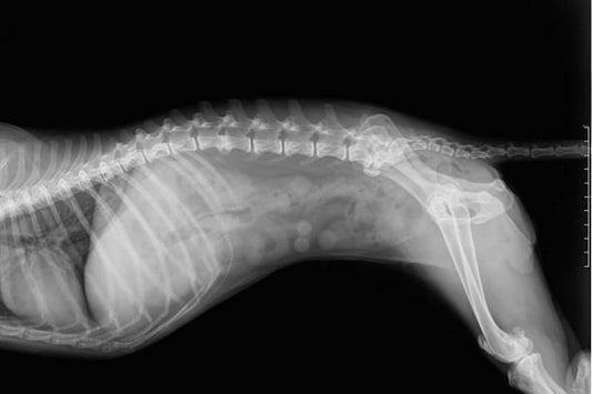Displasia de caderas en perros