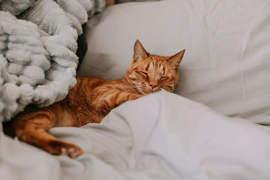 ¡Feliz día del sueño a los maestros del descanso: nuestros gatos!