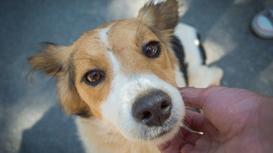 Esterilización y Control de Población: Compromiso por Nuestras Mascotas