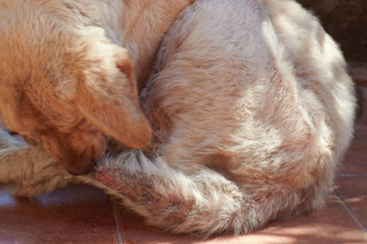 Alergias Atópicas: Qué son y cómo ayudar a nuestras mascotas