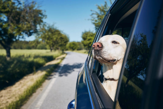 Consejos para el traslado seguro de mascotas