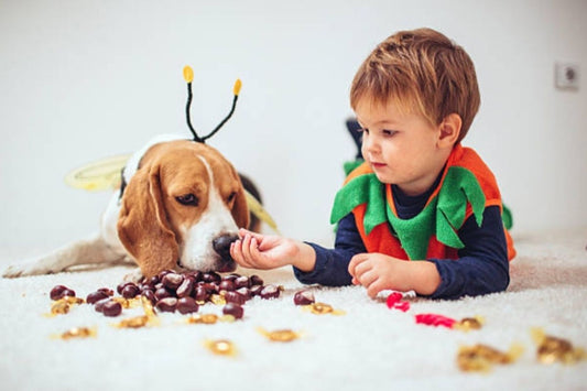 Halloween ya está aquí 🎃: ¡Cuidado con los dulces!