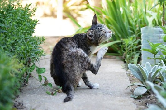 Hemoparásitos felinos