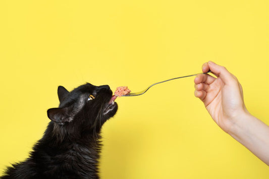 Snacks para tu Mascota