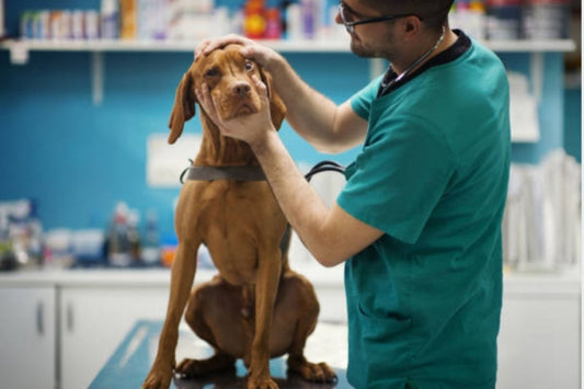 Úlceras Corneales en Perros